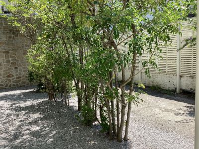 現在の庭の状態