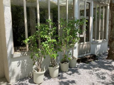 現在の庭の状態