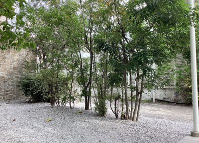 現在の庭の状態