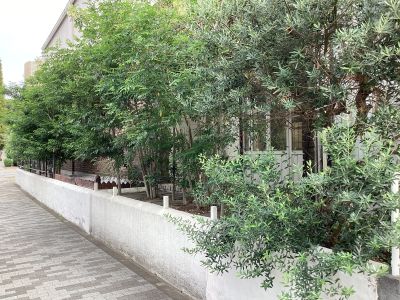 現在の庭の状態