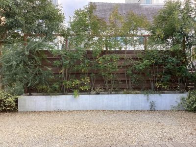 現在の庭の状態