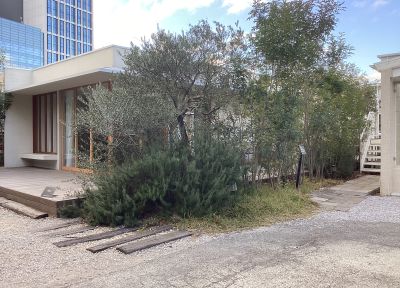 現在の庭の状態