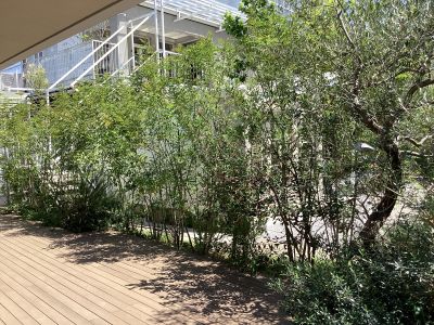 現在の庭の状態