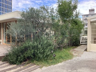 現在の庭の状態