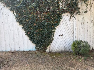 現在の庭の状態