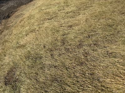 現在の庭の状態