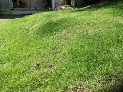 現在の庭の状態