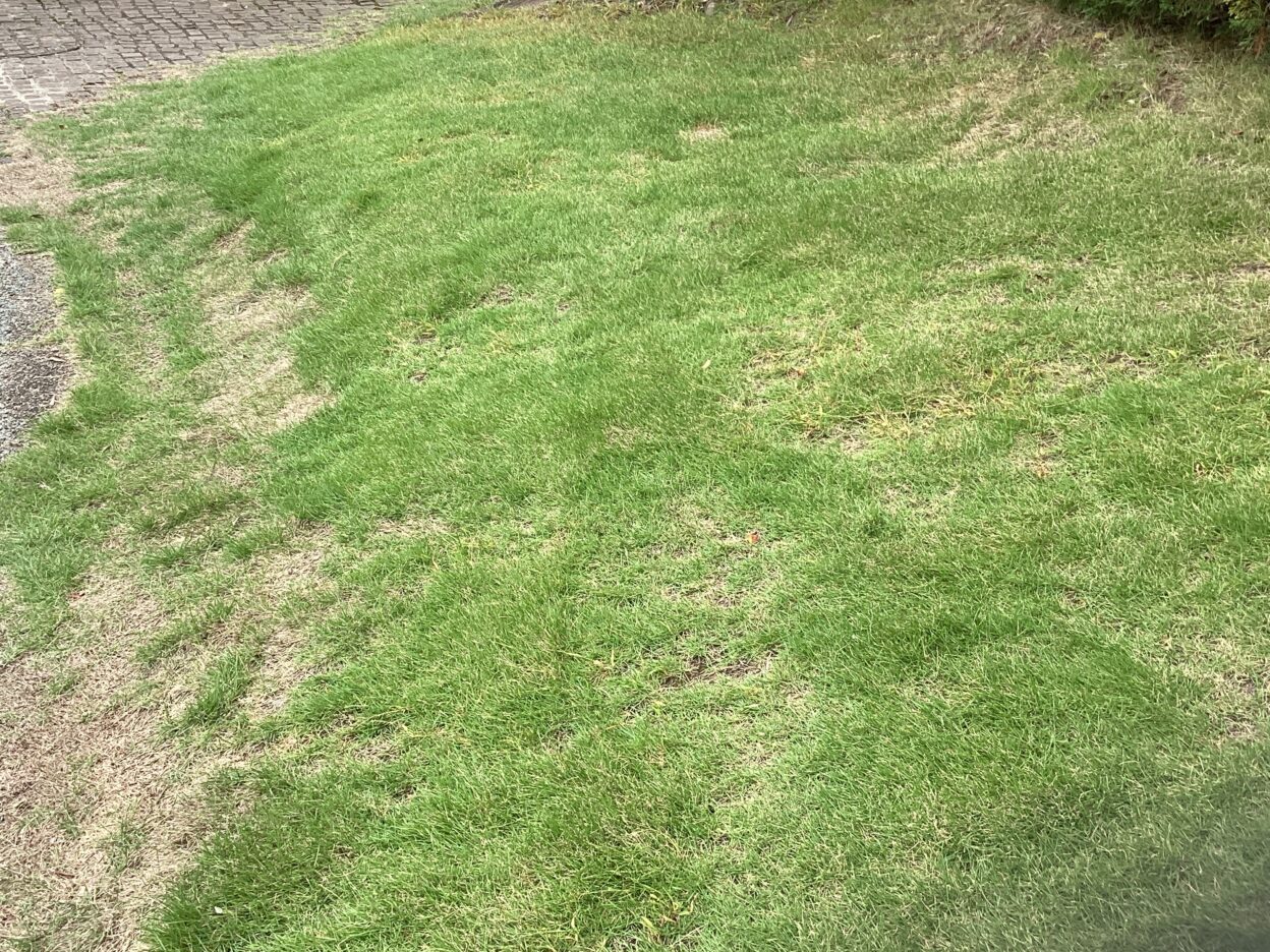 現在の庭の状態