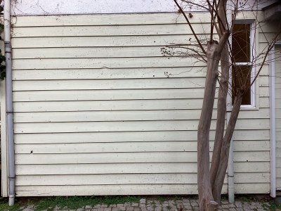 現在の庭の状態