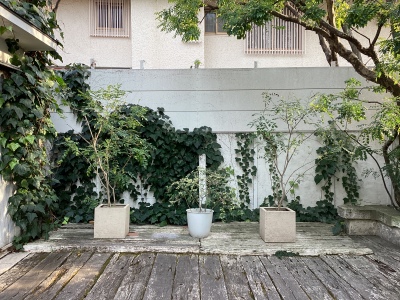 現在の庭の状態