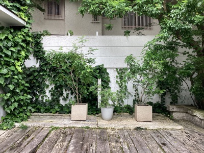 現在の庭の状態