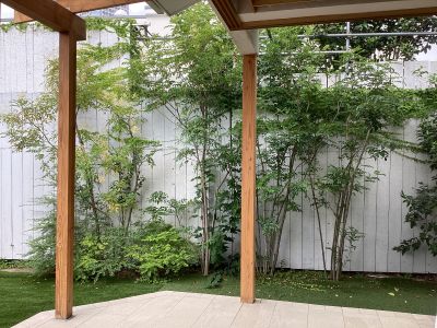 現在の庭の状態
