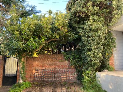 現在の庭の状態