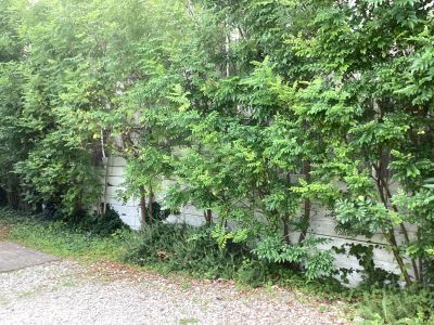 現在の庭の状態