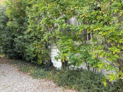 現在の庭の状態