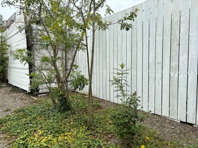現在の庭の状態