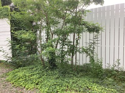 現在の庭の状態