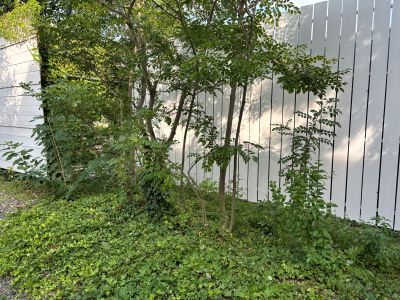 現在の庭の状態