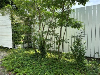 現在の庭の状態