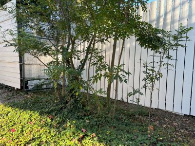 現在の庭の状態