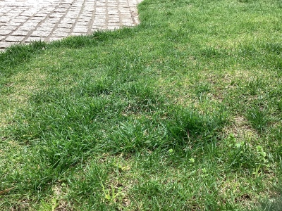 現在の庭の状態