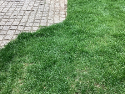 現在の庭の状態