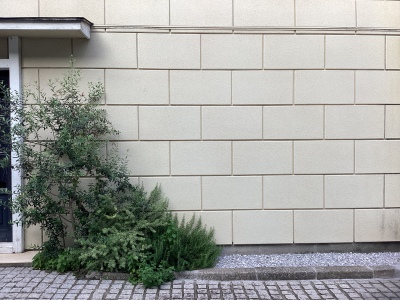 現在の庭の状態