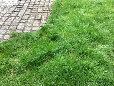 現在の庭の状態