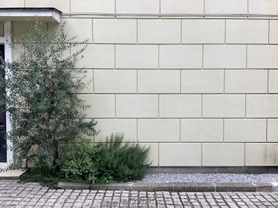 現在の庭の状態