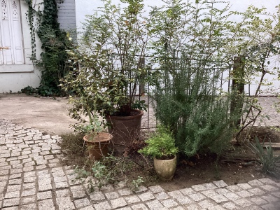 現在の庭の状態