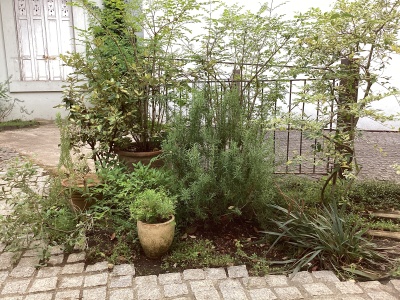 現在の庭の状態