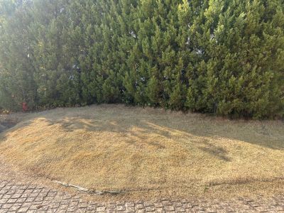 現在の庭の状態