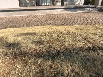 現在の庭の状態