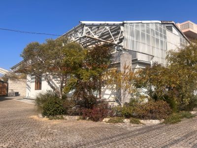 現在の庭の状態