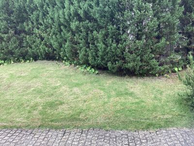 現在の庭の状態