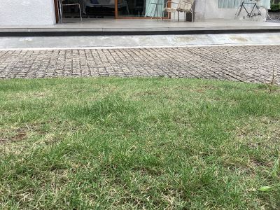 現在の庭の状態