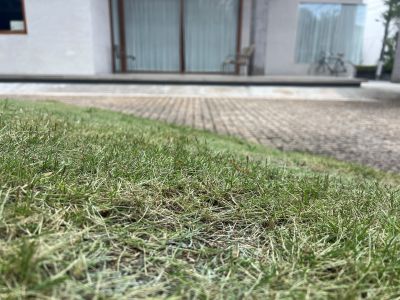 現在の庭の状態