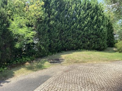 現在の庭の状態