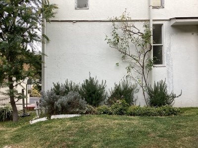 現在の庭の状態