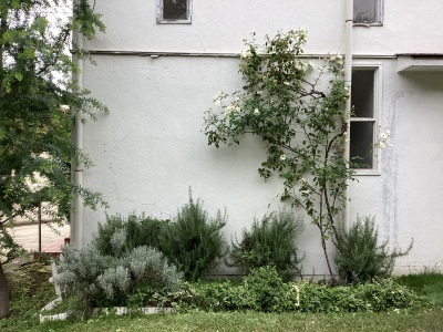 現在の庭の状態