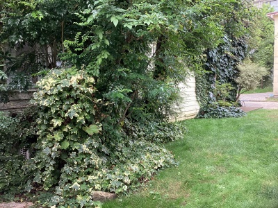 現在の庭の状態