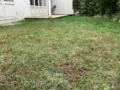 現在の庭の状態